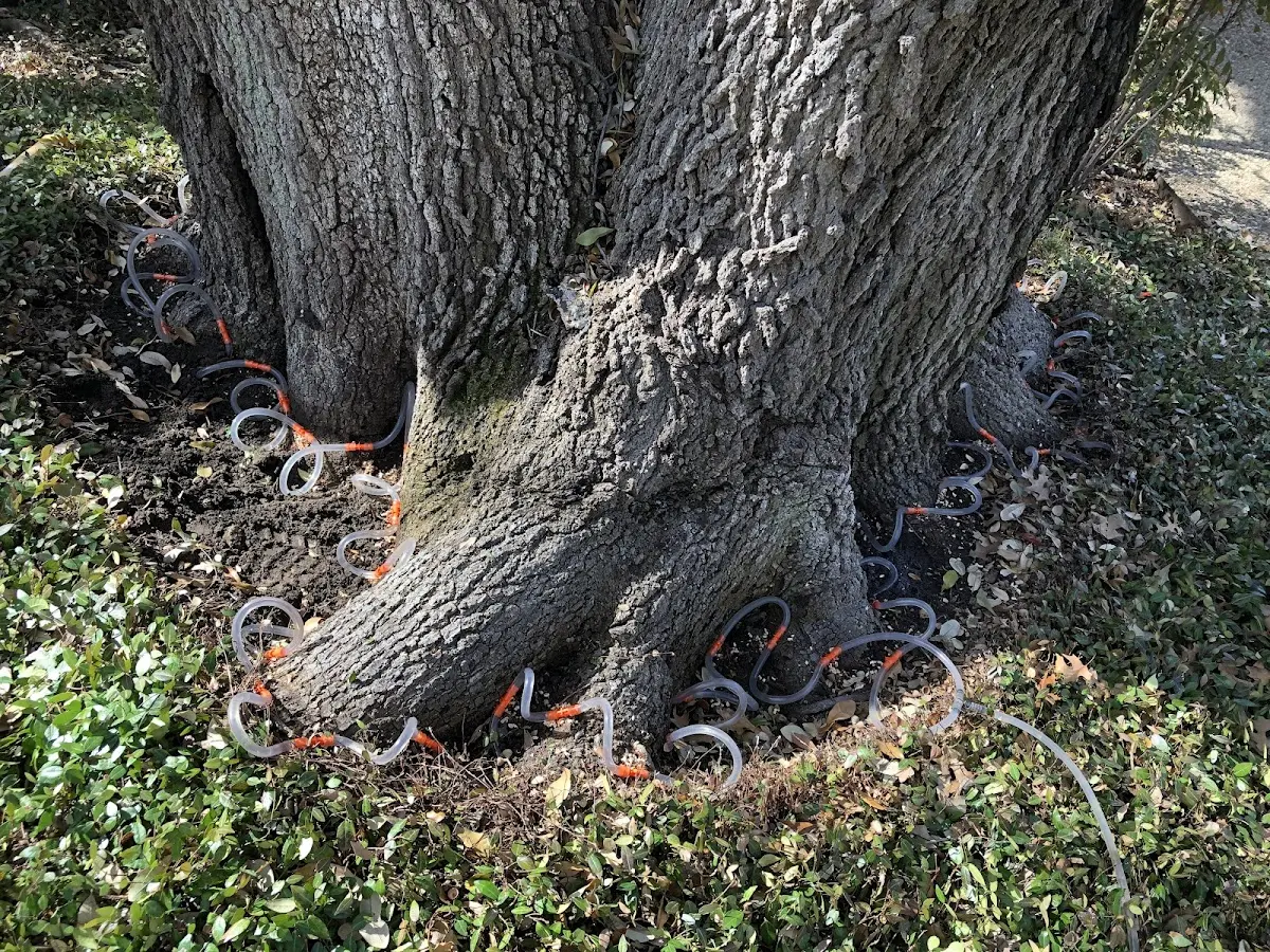 Detailed Tree Cabling and Bracing job site in Puryear